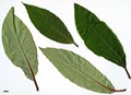 SpeciesSub: subsp. aspera